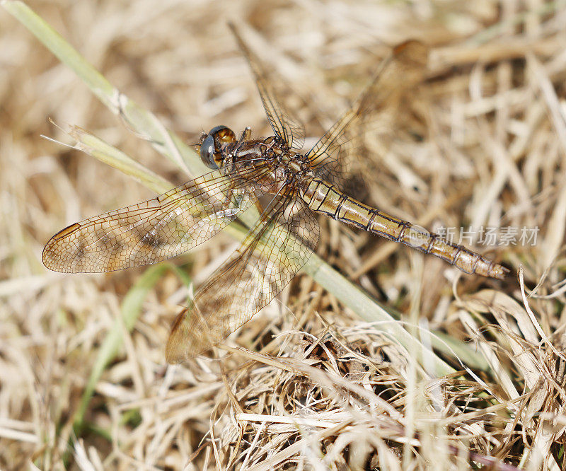 龙骨Skimmer (Orthetrum coerulescens)雌性